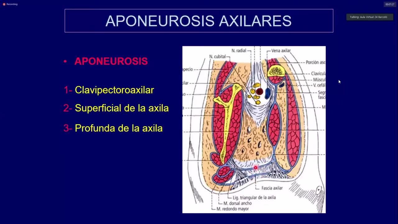 Clase 6 - Plexo Braquial, Brazo, Codo - Dr. Sergio Paez 07-04-2021