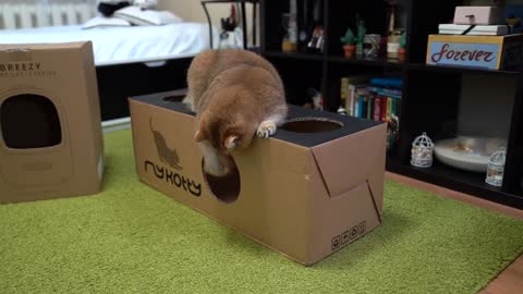 A box is the best thing for a cat