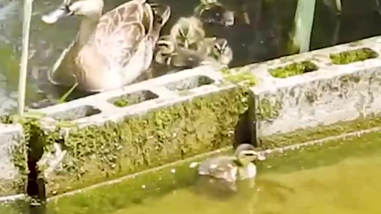 Wall is too high for baby ducks.....