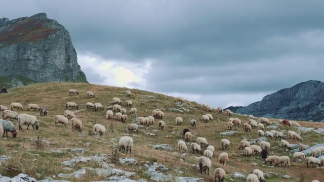 White and some black sheep grazing in dried grass