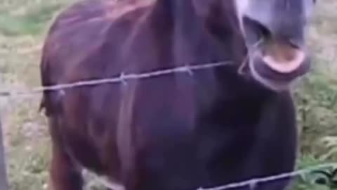 Donkey