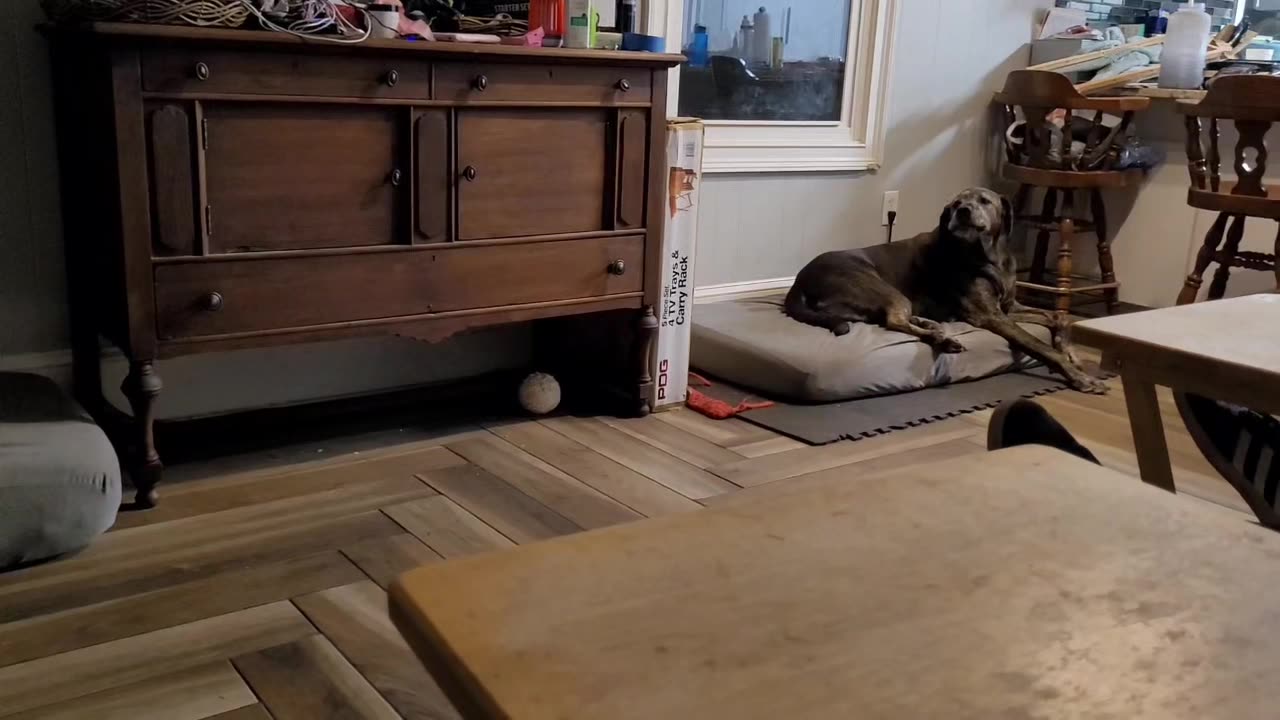 Atlas Has A Love-Hate Relationship With Squeaky Toys