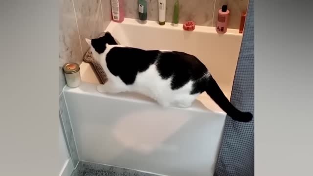 funny cat