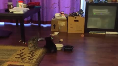 funny cats Vedic