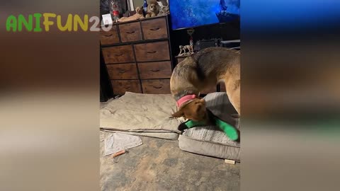 best funniest animal videos 2023🤣 | funny cat videos😹 | funny dogs videos
