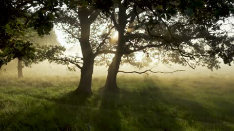 forest woods