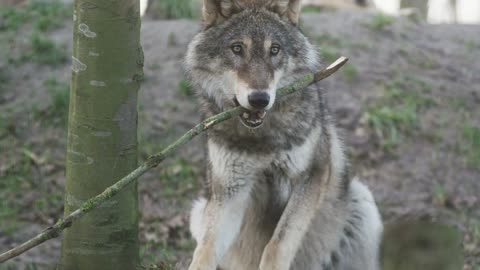 wolf Life in Forest You can see in this video