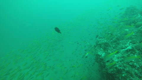 yellowfishes underwater sea thailand