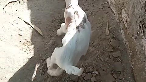 goat baby playing