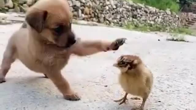 Funny Animal Videos - Awesome Funny Pet Animals | Cute Animals | Super Funny Dog Videos