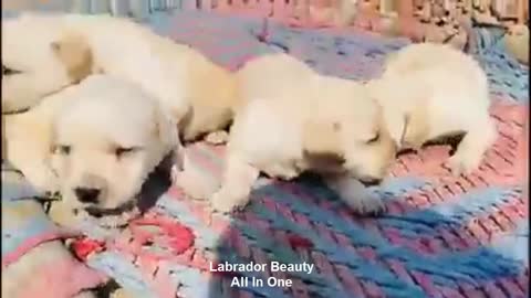 Labrador Beauty With Puppy's