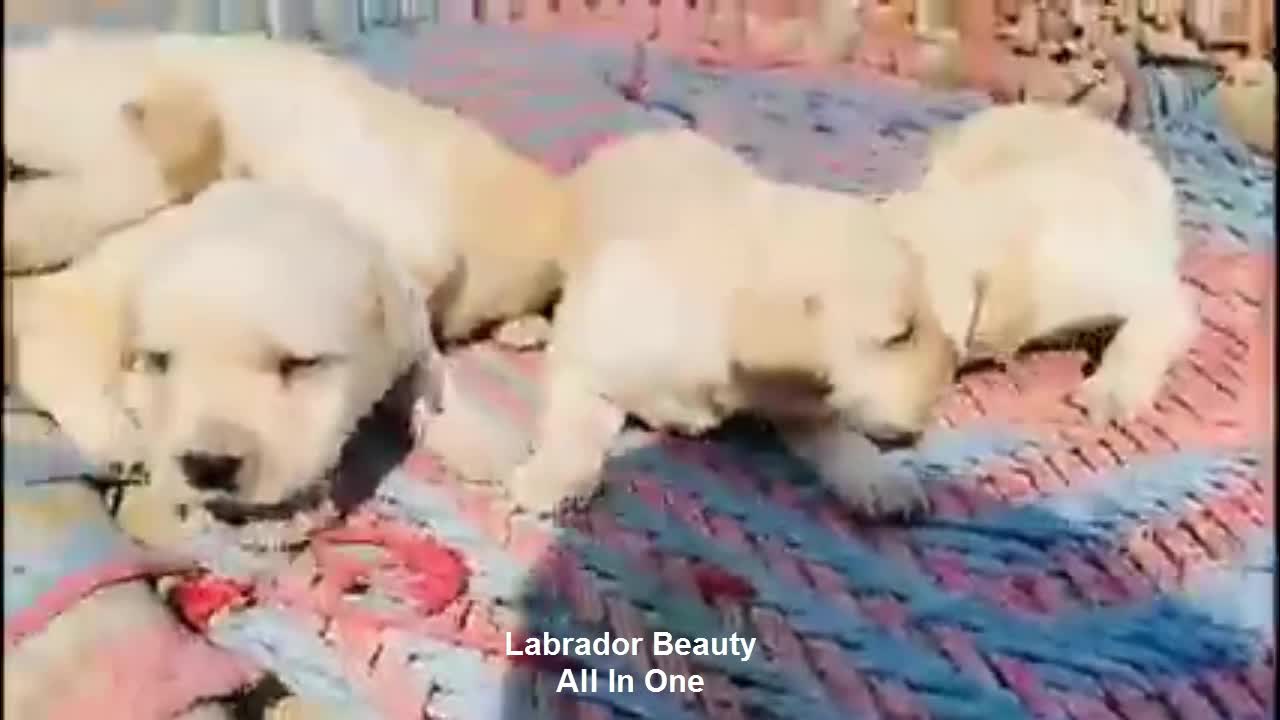 Labrador Beauty With Puppy's
