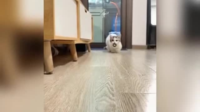 Funny cats try not to laugh