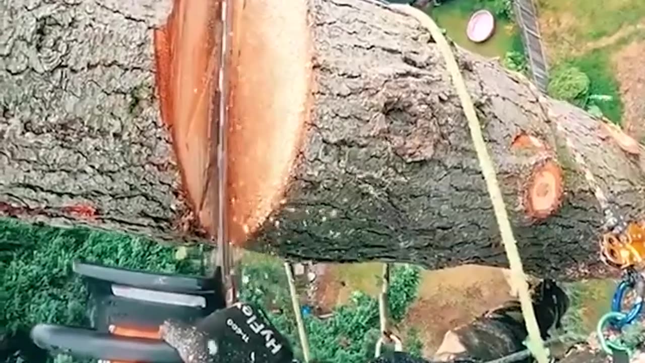 Extreme Heights: Masterful Log Cutting High Above the Ground