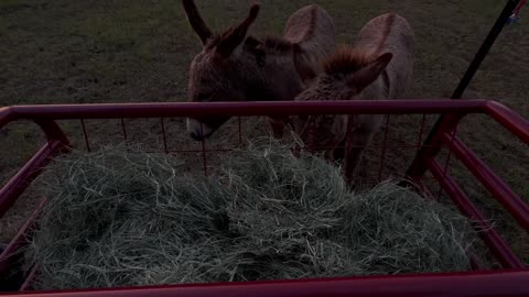 Good Morning Donkeys: Waking Up and Getting Ready for the Day