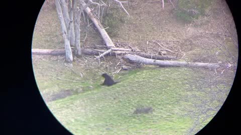 Black Bear Gets shot at long range // Killshot Hunting