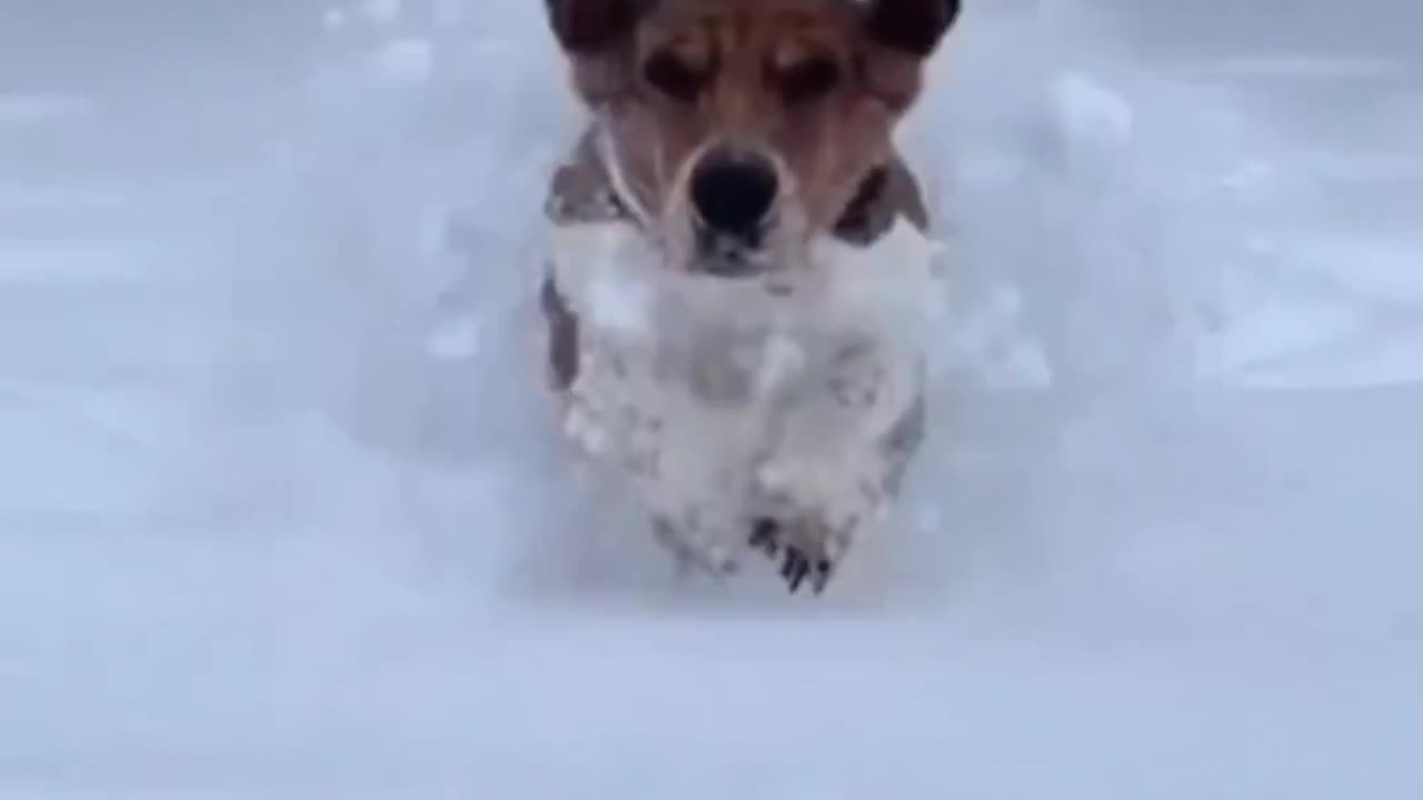 Dog in snow