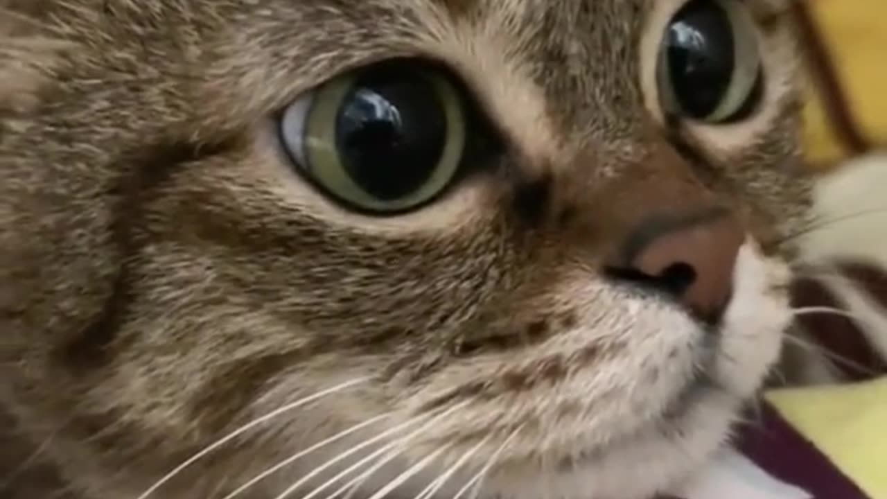 "Pawsome Serenade: The Melodious Meows of a Little Cat"