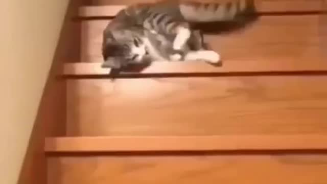 Funny Cat Videos 18 - You will Laugh So Hard 🤣