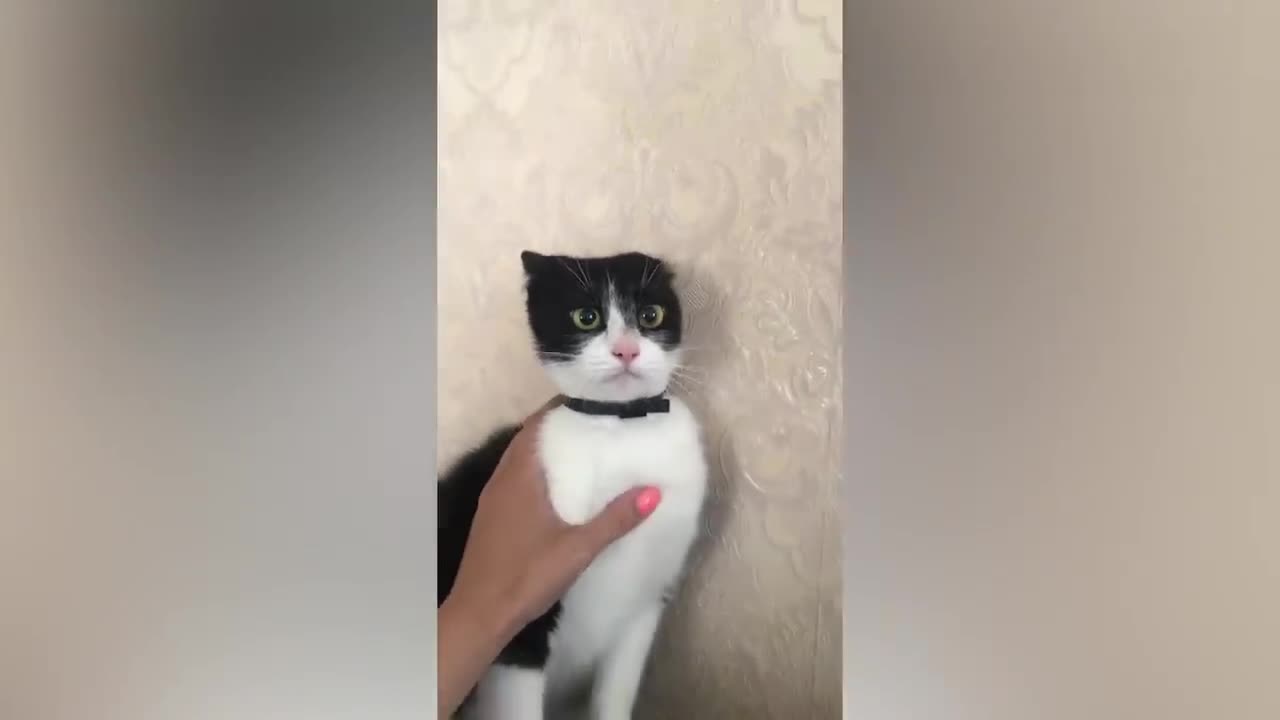 FUNNY CAT MEMES COMPILATION OF 2023 V3