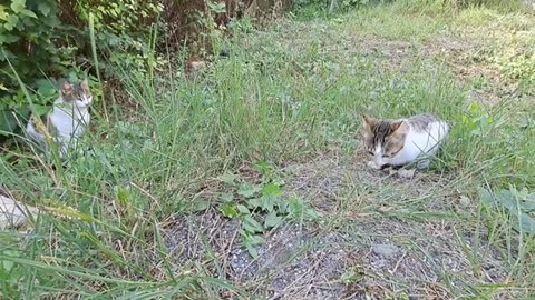 Cute cats that don't get along. Watch and relax.