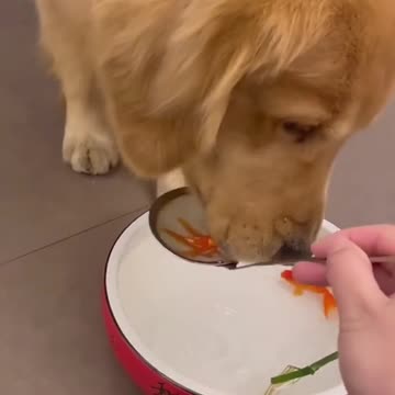 GOLDEN RETRIEVER NOT ALLOWING TO TOUCH HIS GOLDEN FISH PET.mp4