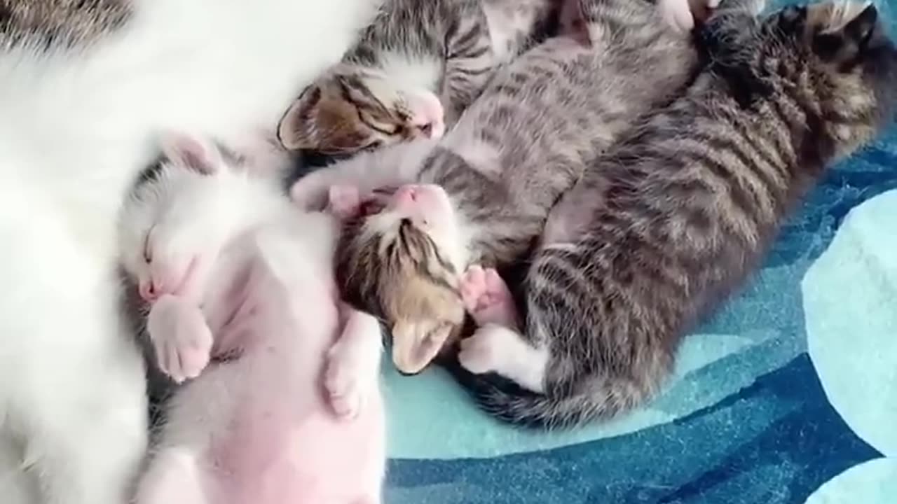 Awww, Cuteness Overload! Mum Cats & Kitty Cats Shorts Videos Compilations