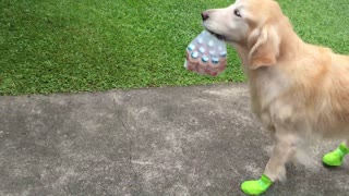 Golden Retriever vuelve a sus tareas luego de una cirugía en la pierna