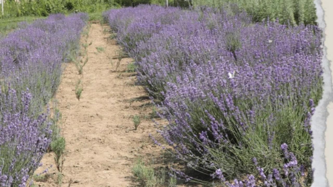 Lavender a calming herb