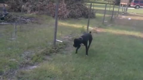 Funny dog electric fence