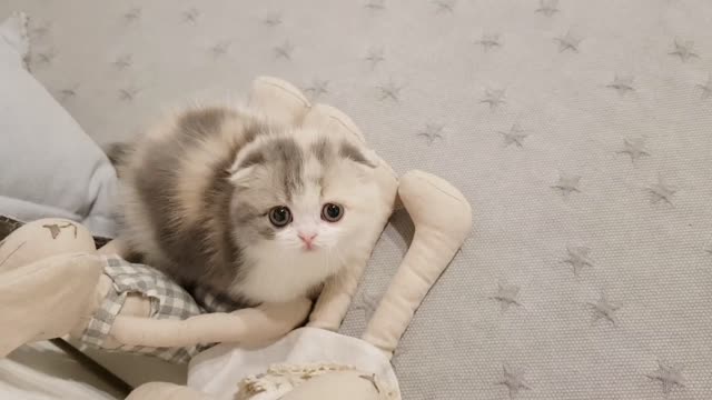 cute kitten videos short leg cat