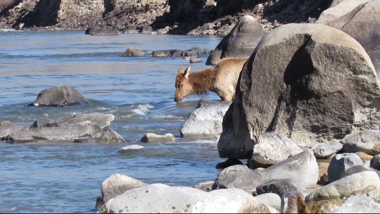 Elk playing in river!