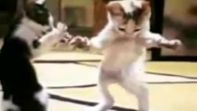 Funny cute funny funny funny