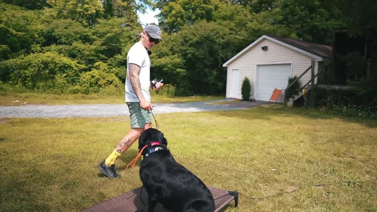 HOW I SAFELY TRAIN MY DOGS COMPLETELY OFF LEASH!