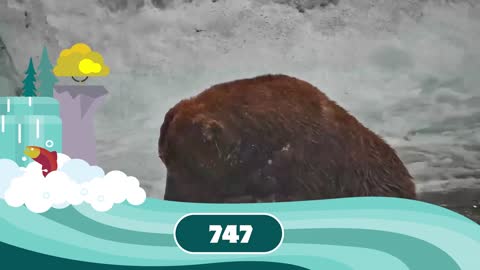 Fat Bear Week Contenders 2022 | Who Has Your Vote?