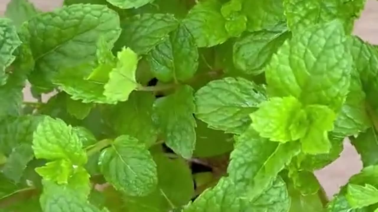 DO YOU SUFFER FROM A FATTY LIVER?