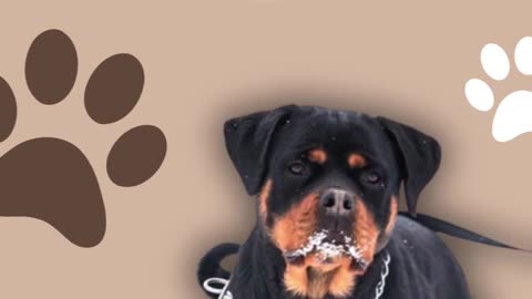 Best Rottweiler Puppies for sale in Washington