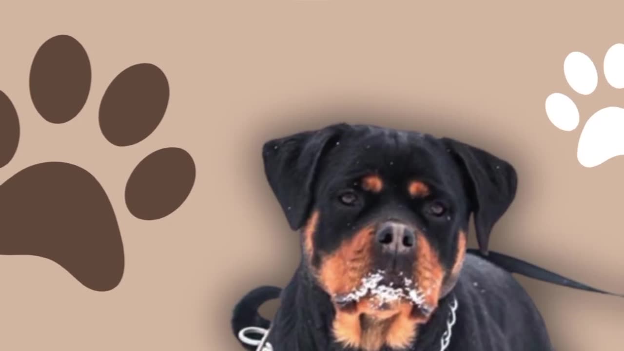 Best Rottweiler Puppies for sale in Washington