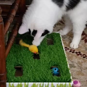 Rebel (Angel) kitty at play!