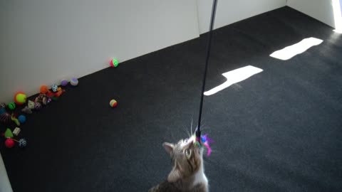 Adorable Kitten Grabs Toy with His Teeth