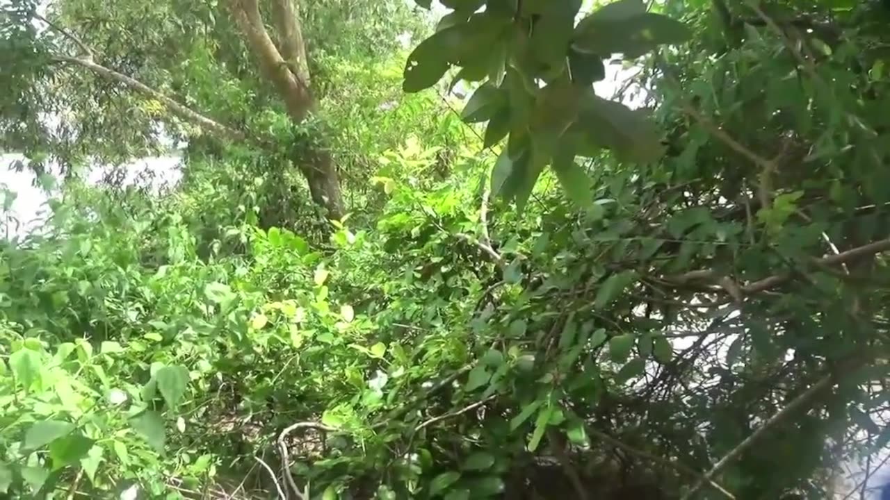 Live Cam Set On Beehive.