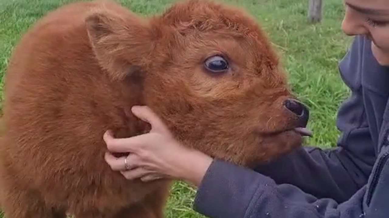 Satisfying cute cow makes your day