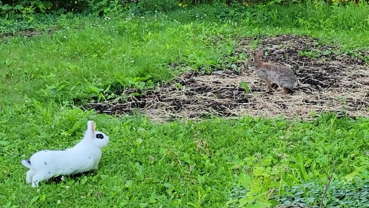 Playful Pet Rabbit With Wild Rabbit