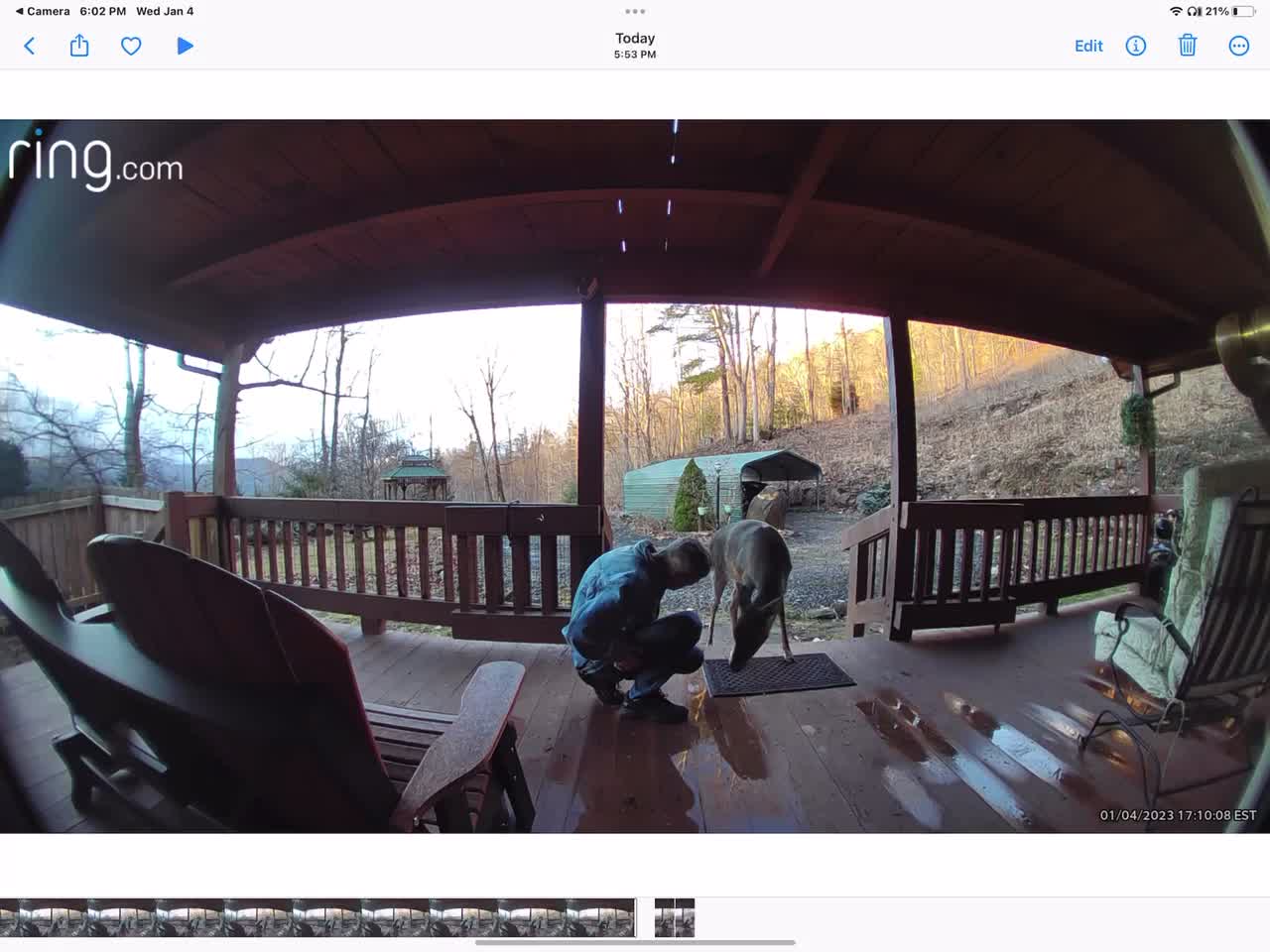 Deer 🦌 NW NC at The Treehouse 67° 🌳 Lady stops for some one on one time #ringtv Yancey County NC