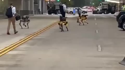 Robot Dogs Spotted in Washington