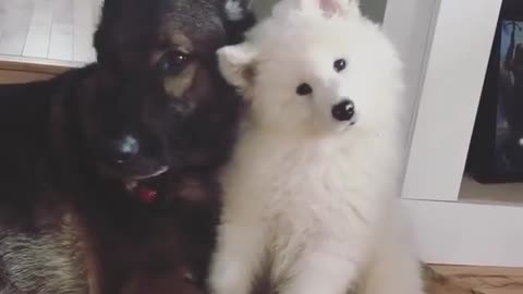 Dog puppy cute moments