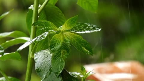 Rain sounds 🌧 Relaxing &soothing for fast sleep 😴