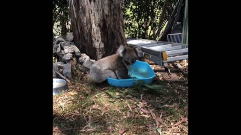 Koala Takes A Bath