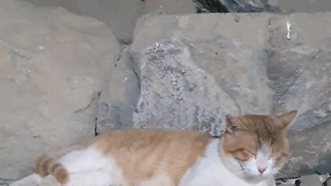 A cute cat's smile, CAT'S FATAL and sleeping.