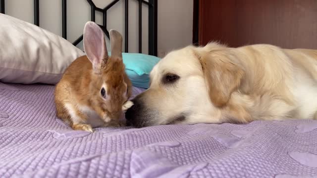 Can a Dog befriend a Rabbit Bailey and Sam